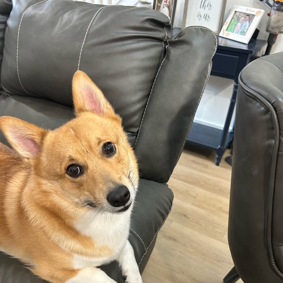 Meet your Posher, Dawn - Picture 3 of 4